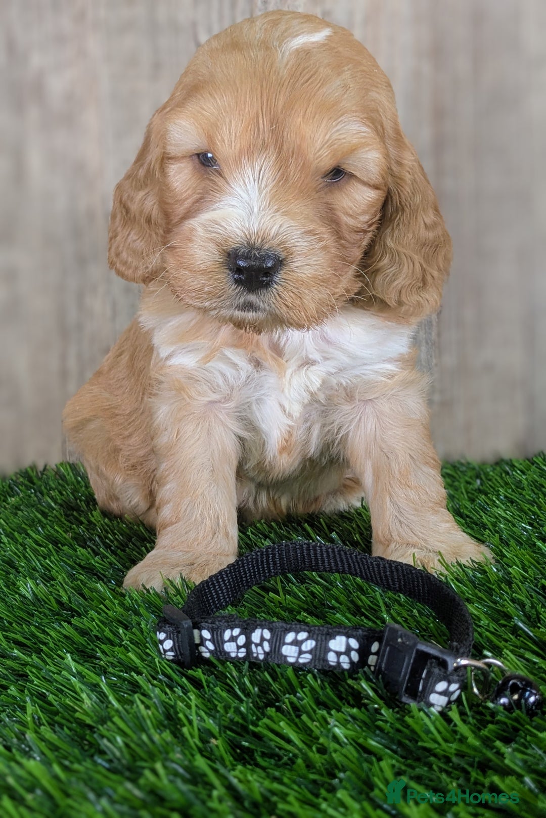 Cockapoo dogs for sale: F1 Cockapoo Puppies: Your Next Furry Friend - Advert 11