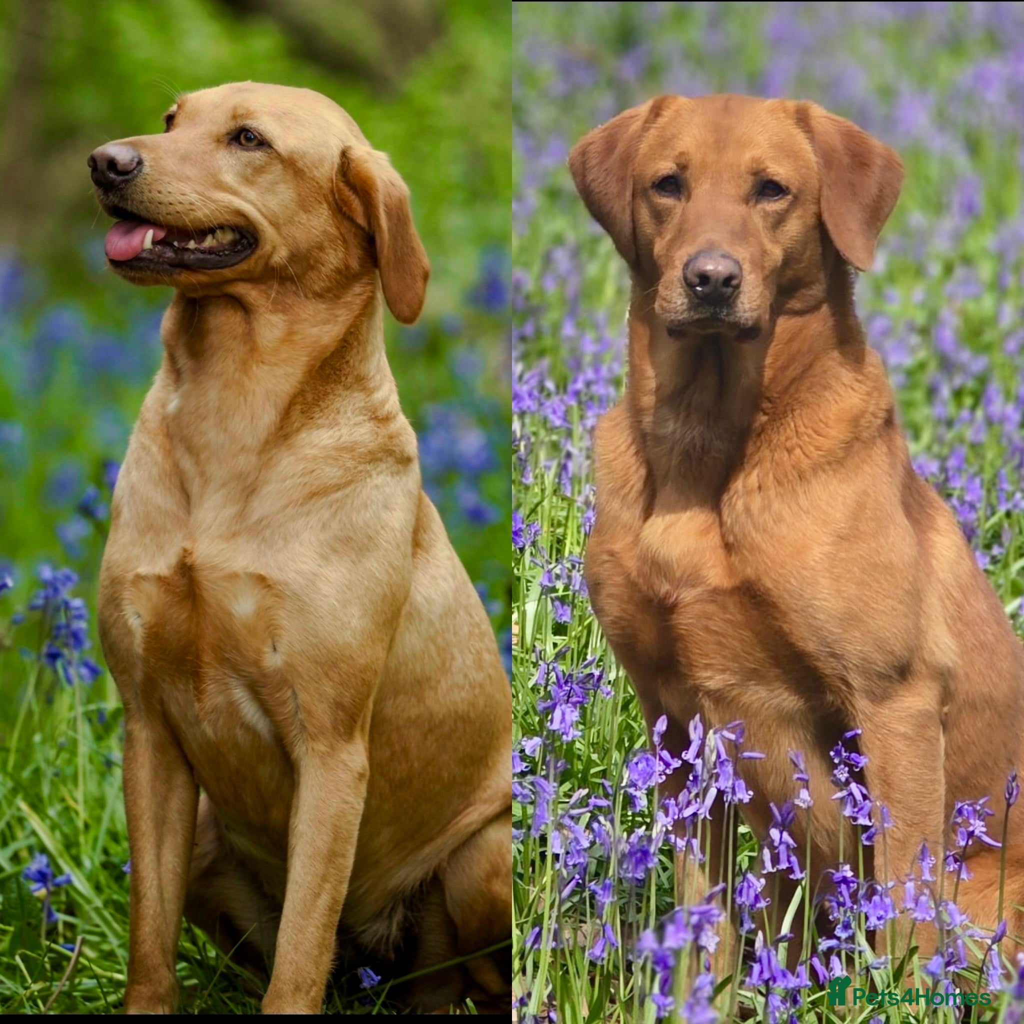Labrador Retriever dogs Elite Litter: KC Registered Fox Red Labrador Pups - Advert 2