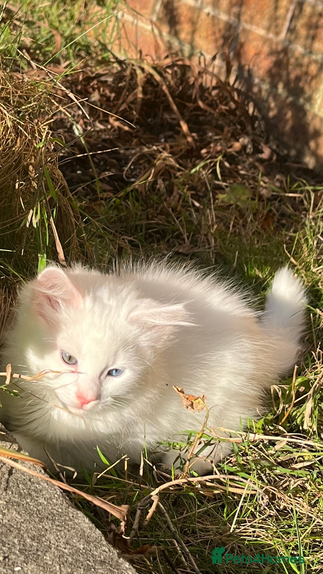 Mixed Breed cats for sale: Stunning 8 weeks old kittens  - Image 8