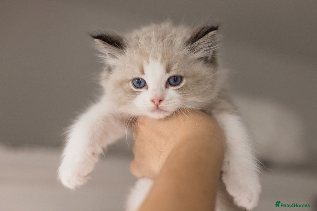 Ragdoll cats for sale: Bicolour and Lynx Ragdoll kittens - Advert 29