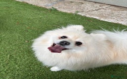 Pomeranian dogs for sale: Meet Lillie, a little ray of sunshine ☀️🐾 - Image 1