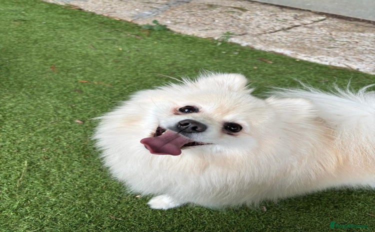 Pomeranian dogs - Advert 1