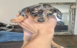 Miniature Dachshund dogs for sale: KC Mini Dachshund Pups - Image 6