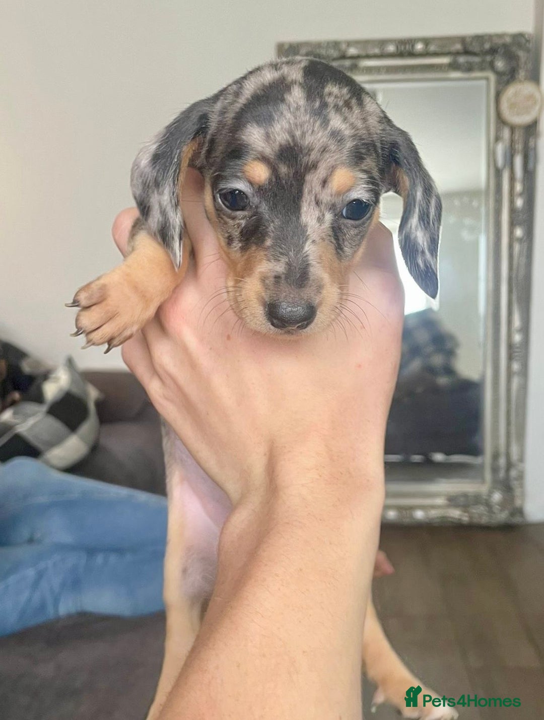 Miniature Dachshund dogs for sale: KC Mini Dachshund Pups - Image 6
