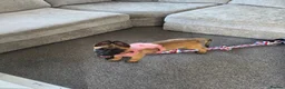 Belgian Shepherd Dog dogs for sale: 10 week old belgian malinois female puppy - Advert 3