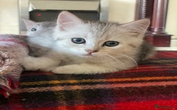 British Shorthair cats for sale: 4 Beautiful British short hair & Ragdoll kittens - Image 5