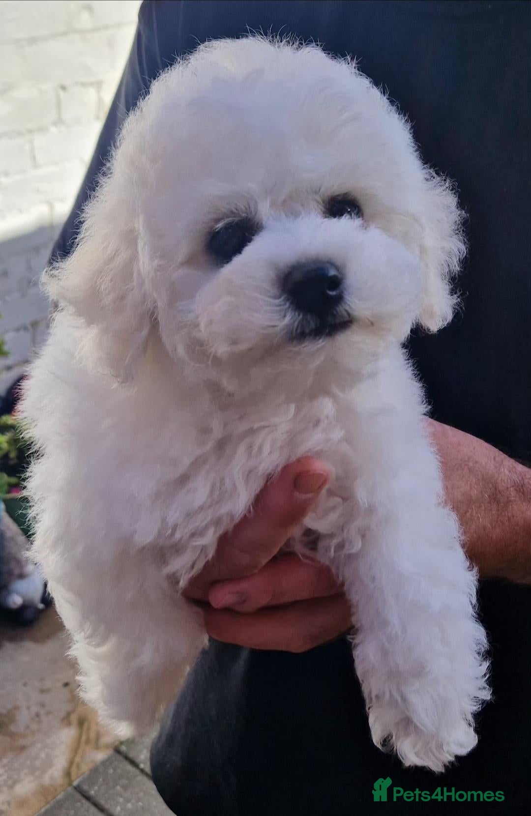 Bichon Frise dogs KC REG BICHON FRISE HEALTH TESTED CHAMPION LINES - Advert 6