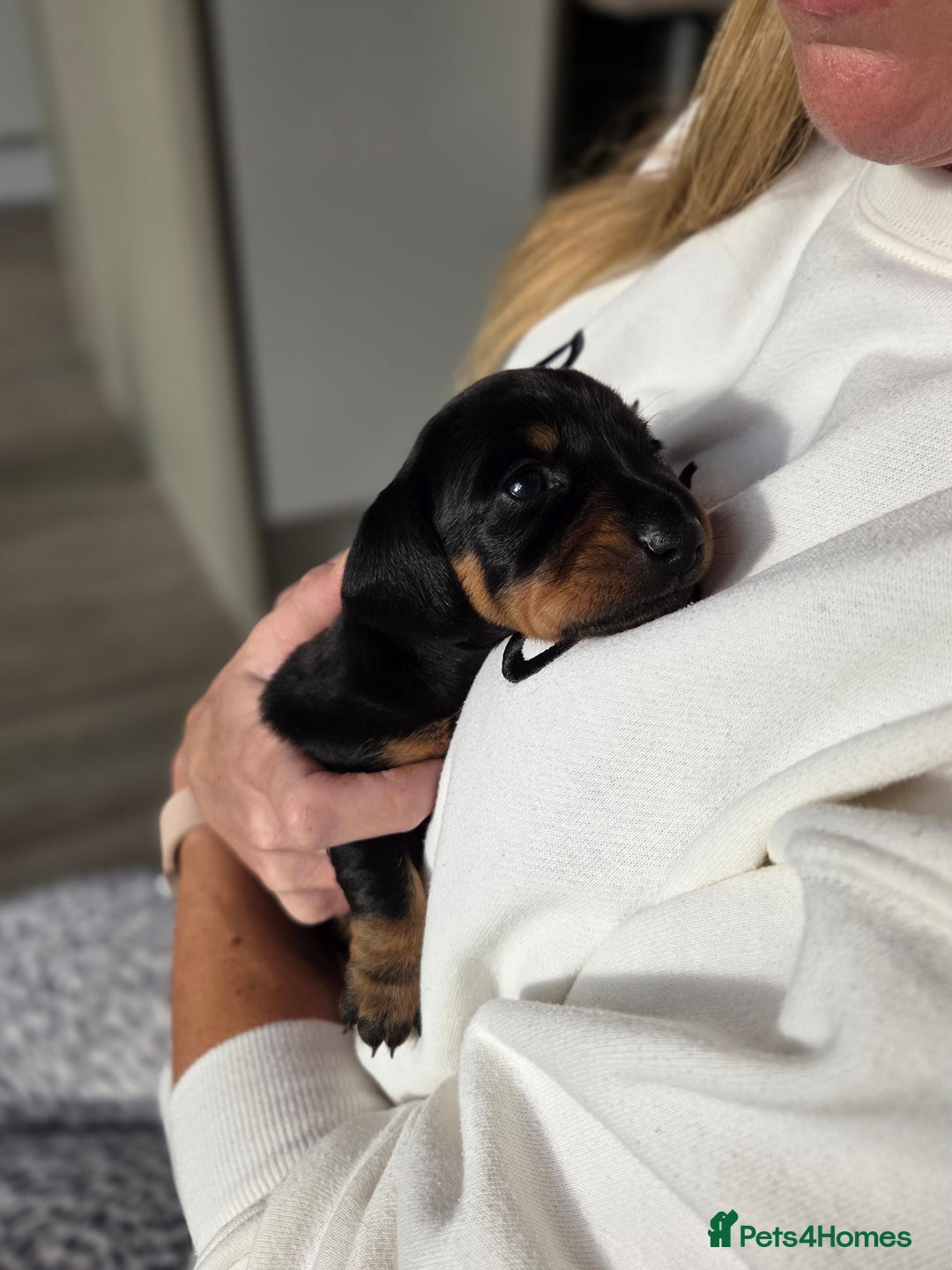 Miniature Dachshund dogs for sale: Beautiful Pedigree Miniature Dachshund Puppies - Image 4