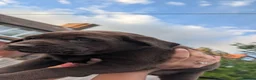 Labrador Retriever dogs for sale: Labrador Retriever amazing puppies to take home - Advert 5