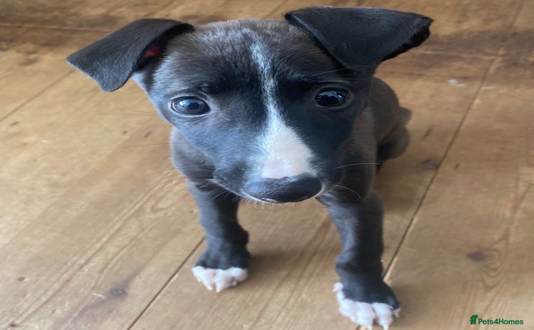 Mixed Breed dogs - Advert 1