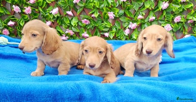Miniature Dachshund dogs - Advert 2