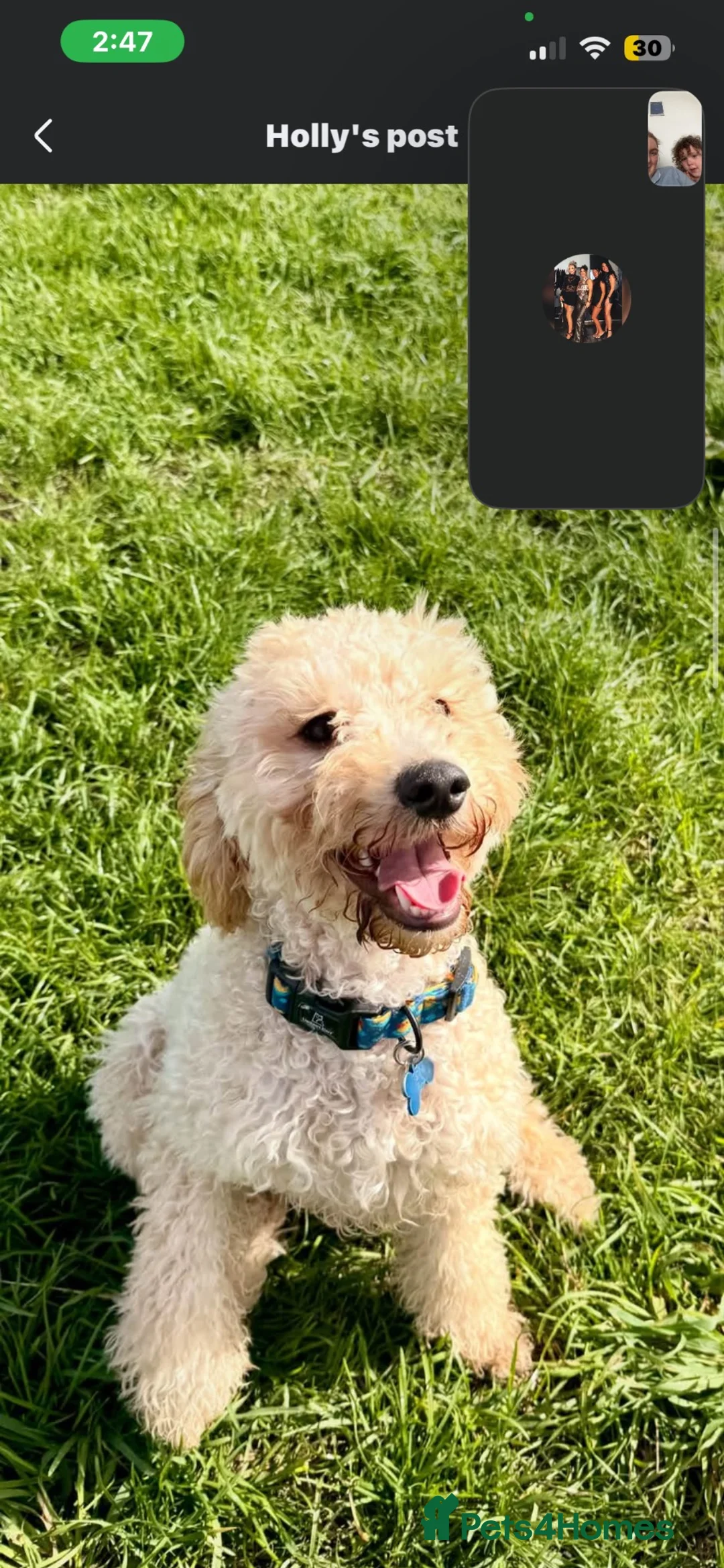 Poodle dogs for sale: Poodle rehoming in Birkenhead - Advert 3