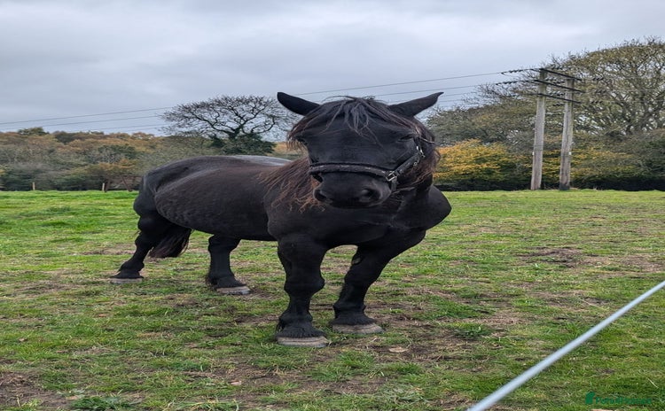 Welsh Section D horses - Advert 3
