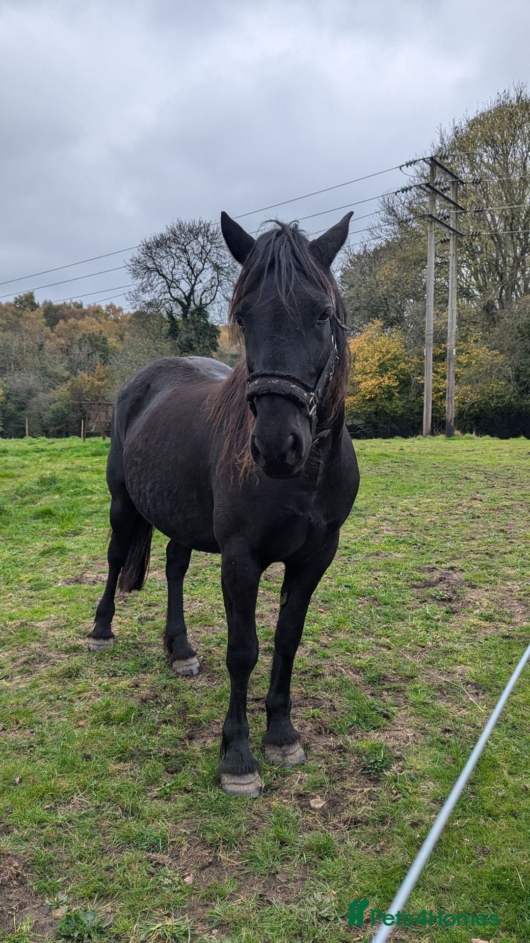 Welsh Section D horses for sale: Welsh sec D mare 14.2 project  - Image 1