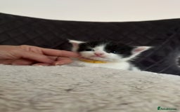 Domestic Shorthair cats for sale: Black & White Domestic Kittens  - Image 3