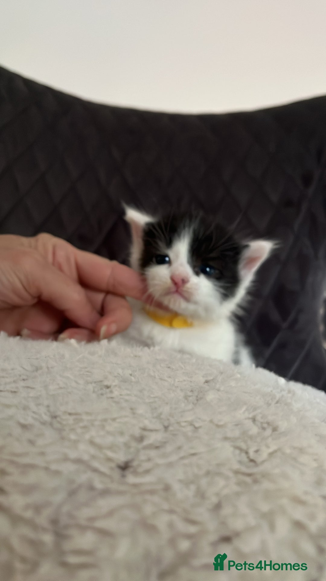 Domestic Shorthair cats for sale: Black & White Domestic Kittens  - Image 3