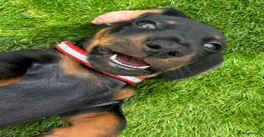 Miniature Dachshund dogs - Advert 14