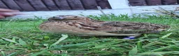 Quail poultry for sale: 🐦 MALE JUMBO COTURNIX QUAIL FOR SALE 🐦 - Advert 4
