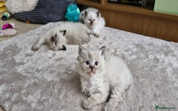 Ragdoll cats for sale: 🐾 Gorgeous Ragdoll Kittens.Ready 22nd December 🐾 - Image 2