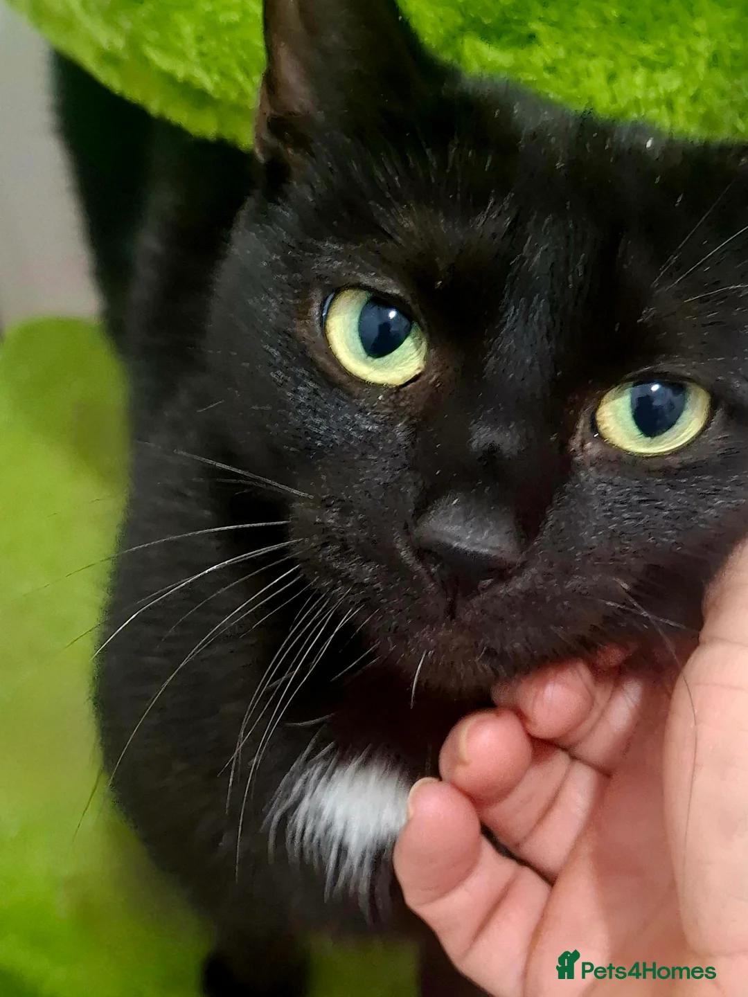 Domestic Shorthair cats for adoption: 🍀 Meet Clover – Little Miracle Girl for adoption - Advert 1