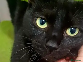 Domestic Shorthair cats 🍀 Meet Clover – Little Miracle Girl for adoption - Advert 3