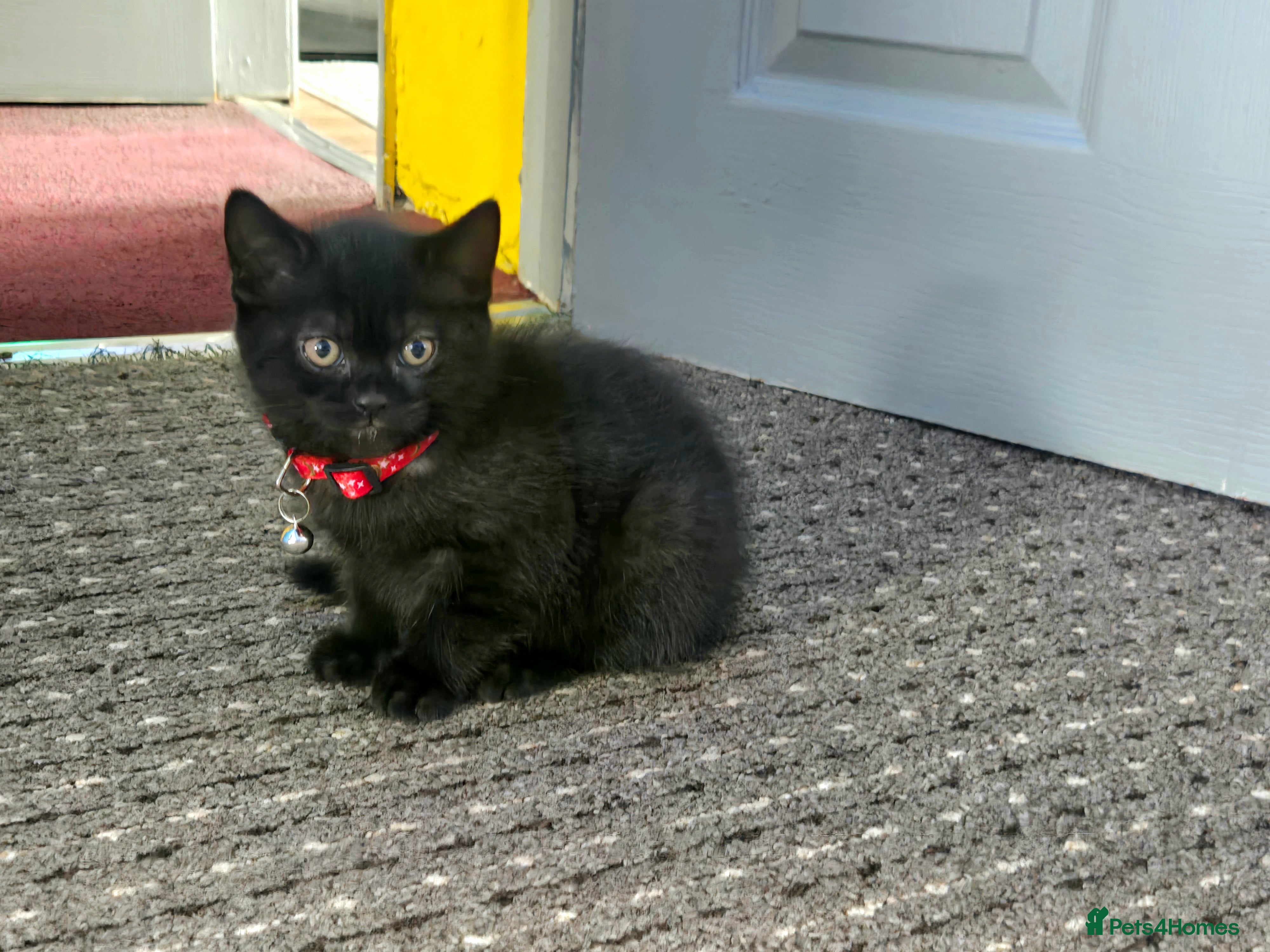 Scottish Fold cats 4 Beautiful Kittens Ready Soon 🐾 - Advert 2
