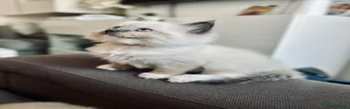 Ragdoll Kitten 3