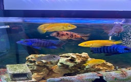 Cichlids fish for sale: Malawi cichlids - Image 1