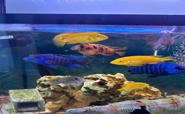 Cichlids fish - Advert 1