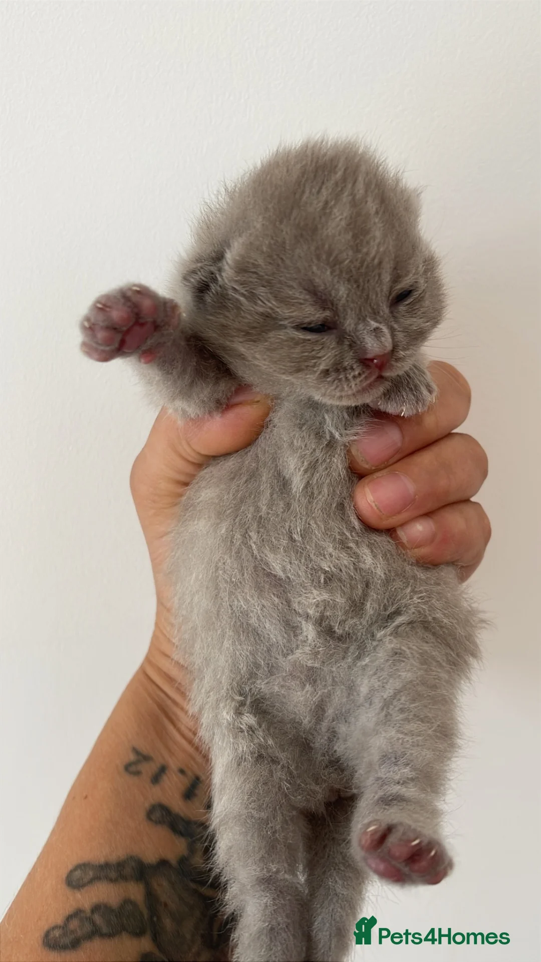 British Shorthair cats for sale: 4 GCCF LILAC BRITISH SHORTHAIR CHUNKY BOYS - Advert 1