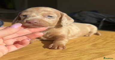 Miniature Dachshund dogs - Advert 6