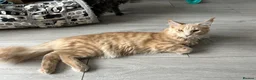 Maine Coon cats for sale: Maine Coon Kittens – 4 Available !!! - Advert 27