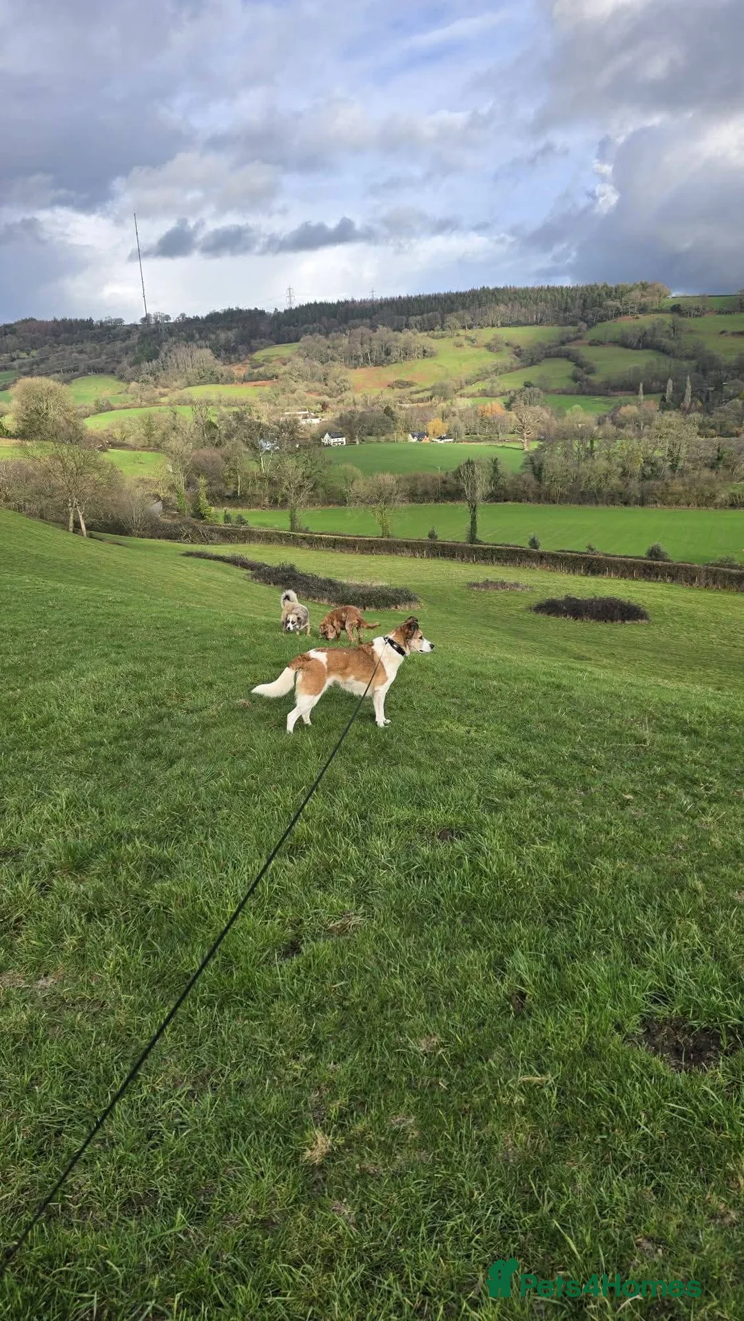 Mixed Breed dogs for adoption: Meet Marnie, currently residing in Devon in Honiton - Advert 15