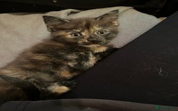 Domestic Shorthair cats for sale: Shorthair Kittens - Image 1