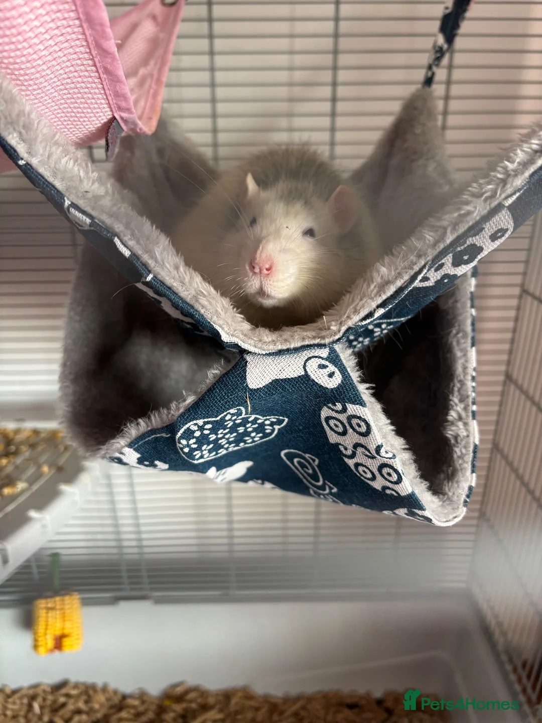 Rat rodents for sale: male rat in Liversedge - Advert 1