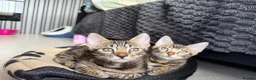 Bengal cats for sale: Unique Bloodline Bengals Tica Reg - Advert 3