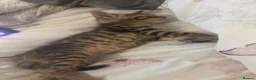 Bengal cats for sale: 🐾Stunning Bengal Kittens ready for Loving Homes🐾 - Advert 2