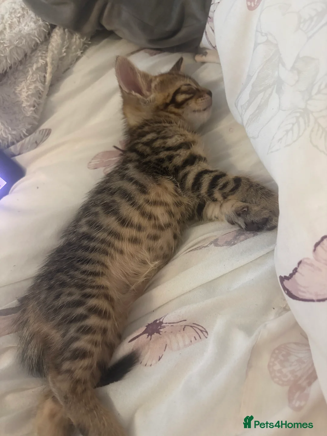 Bengal cats for sale: 🐾Stunning Bengal Kittens ready for Loving Homes🐾 - Advert 2