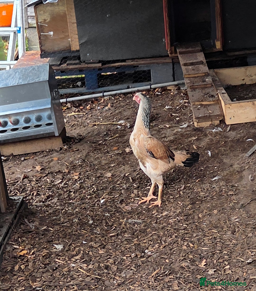 Chickens poultry for sale: English game female - Advert 1