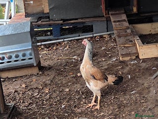 Chickens poultry English game female - Advert 5