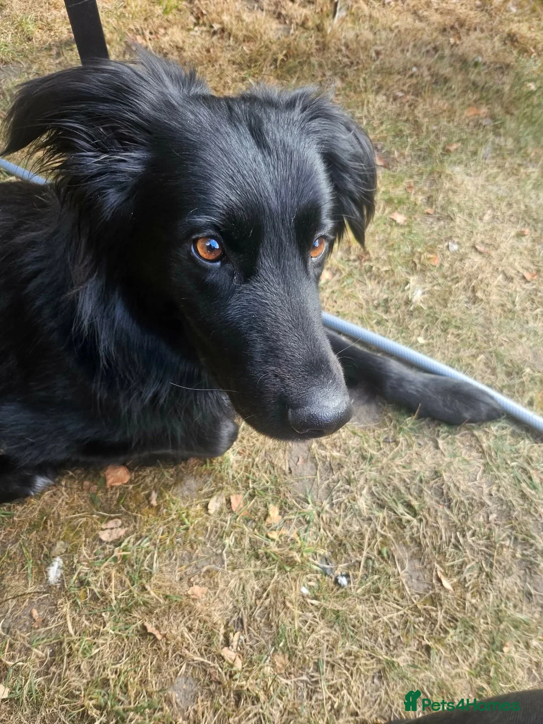 Mixed Breed dogs for sale: Border collie x German Shepard  - Advert 2
