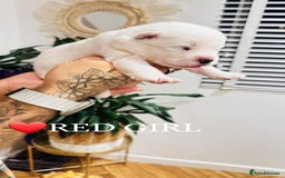 Samoyed dogs for sale: Samoyed puppies KC Registered Champions Bloodline  - Image 5