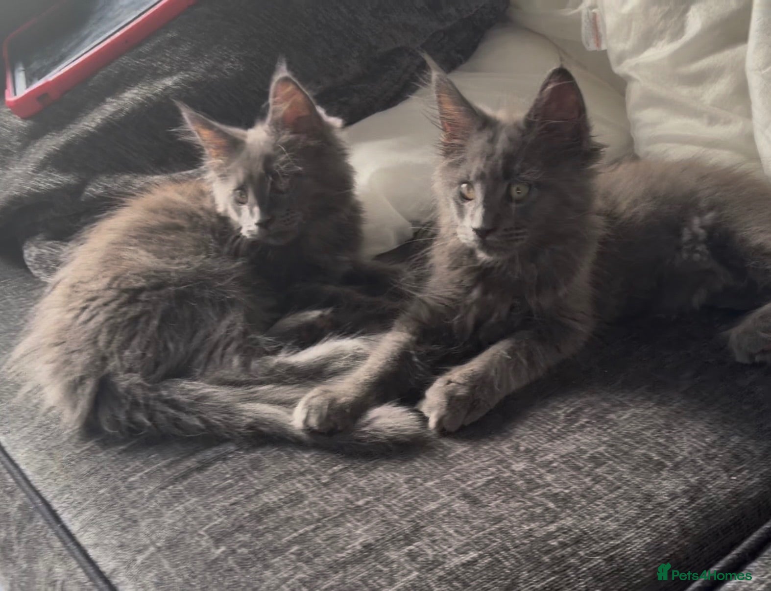 Maine Coon cats Beautiful 12 week old Maincoon  - Advert 1