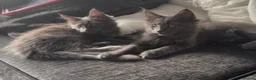 Maine Coon cats for sale: Beautiful 12 week old Maincoon  - Advert 1