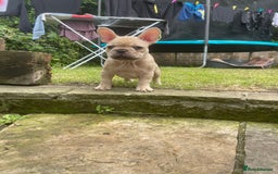 French Bulldog dogs for sale: French Bulldog puppies 3 girls and 3 boys - Image 12