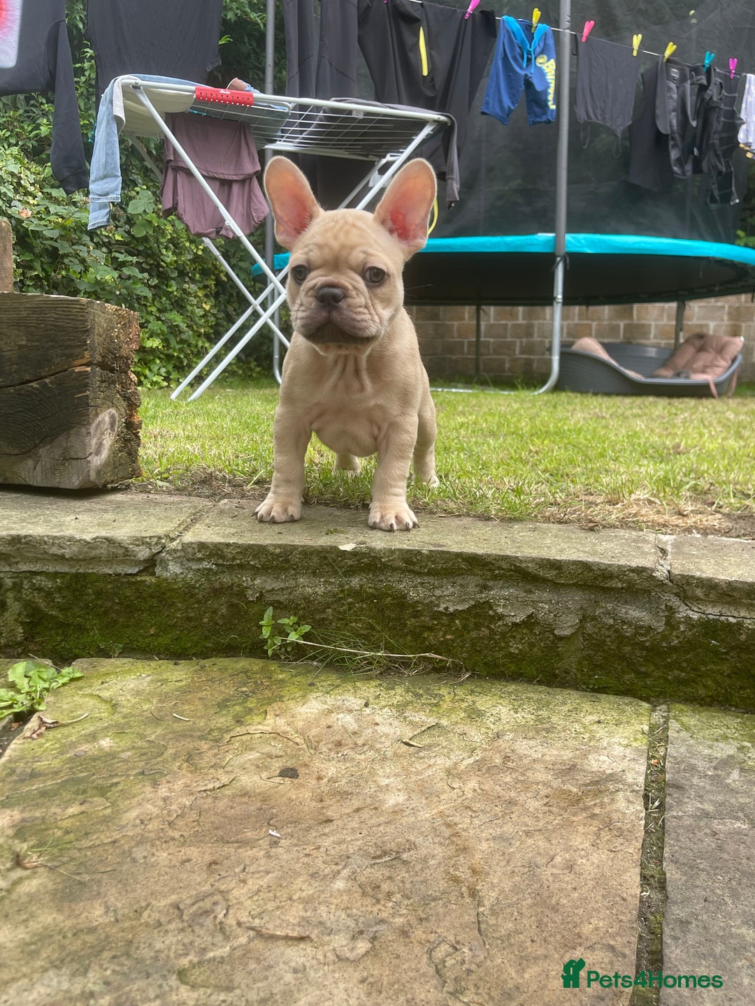 French Bulldog dogs for sale: French Bulldog puppies 3 girls and 3 boys - Image 12