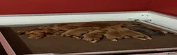 Cocker Spaniel dogs for sale: Working cocker spaniels - Advert 3