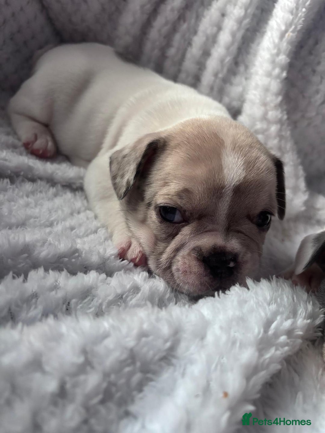 French Bulldog dogs for sale: French bulldog pups 3 females 2 males  - Image 11