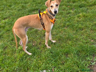 Lurcher dogs Elf - Advert 1