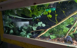 Python Snake reptiles for sale: Ball python and setup  - Image 5